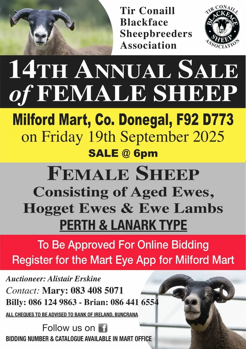 Tirconaill Blackface Sheep Breeders Association - Image 2