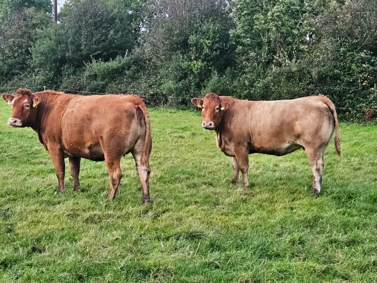 🌟LMX Home-Bred In-Calf Heifers🌟 - Image 3