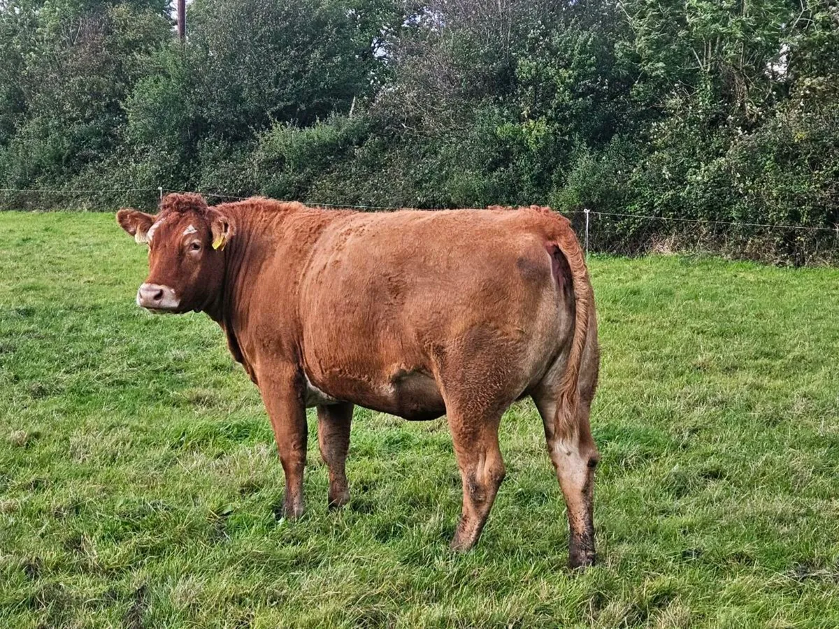 🌟LMX Home-Bred In-Calf Heifers🌟 - Image 4
