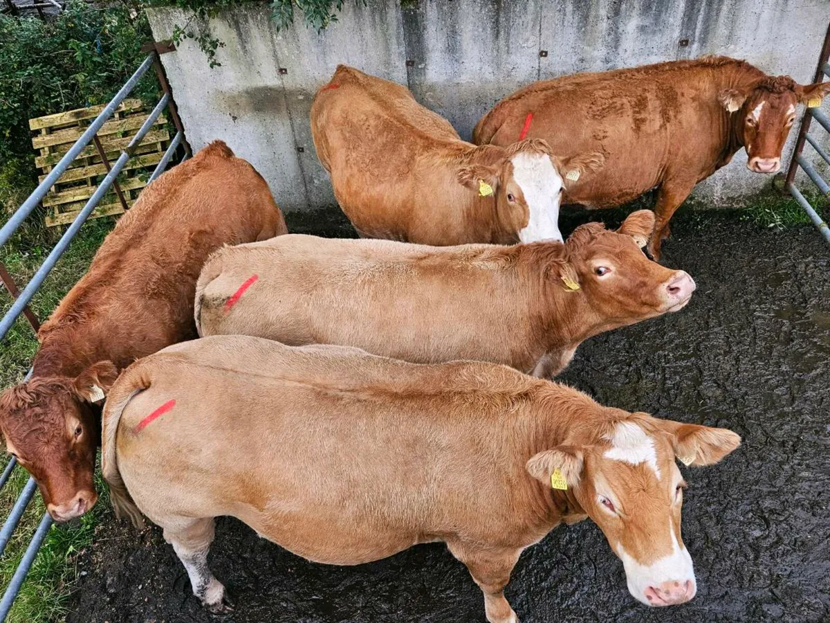 🌟LMX Home-Bred In-Calf Heifers🌟 - Image 2