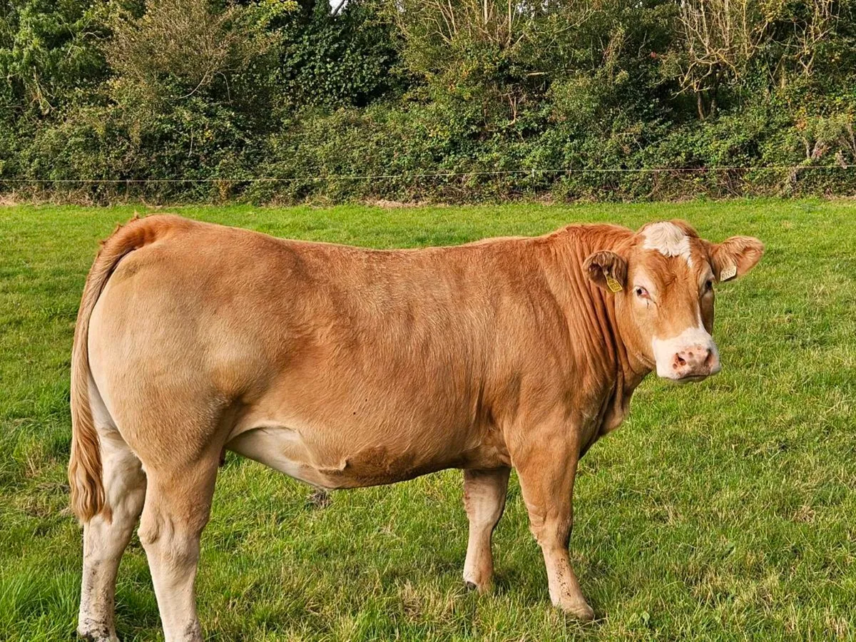 🌟LMX Home-Bred In-Calf Heifers🌟 - Image 1