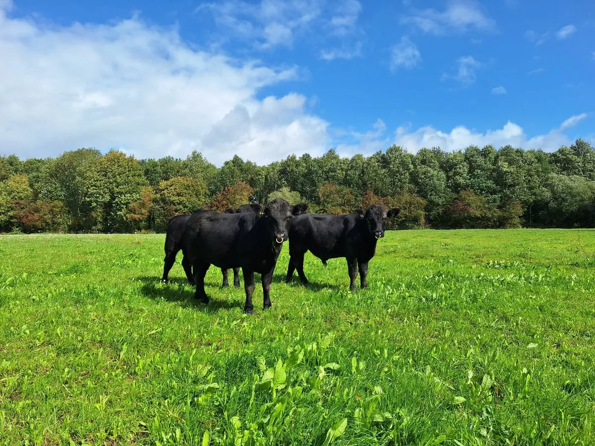 Purebred AA Bulls for sale. - Image 1
