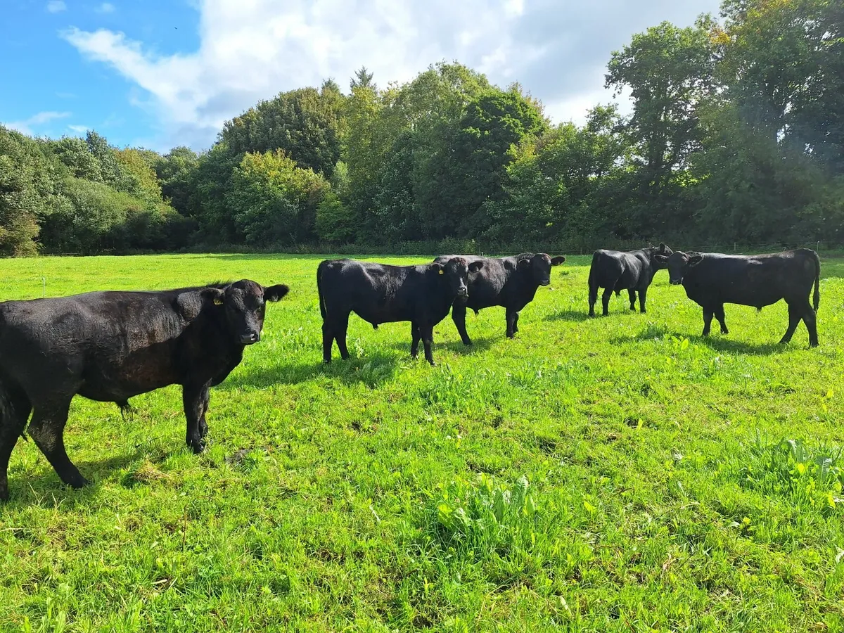 Purebred AA Bulls for sale. - Image 2