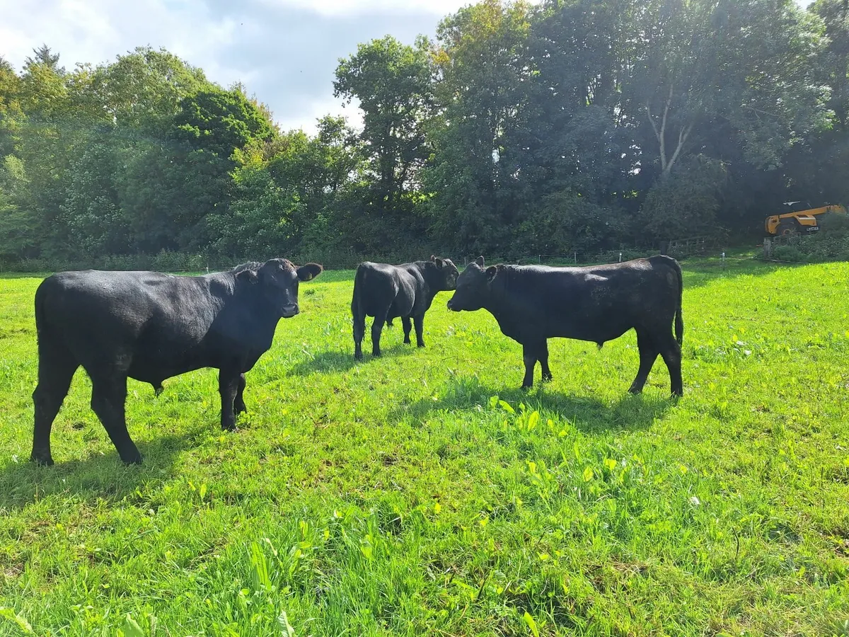 Purebred AA Bulls for sale. - Image 3