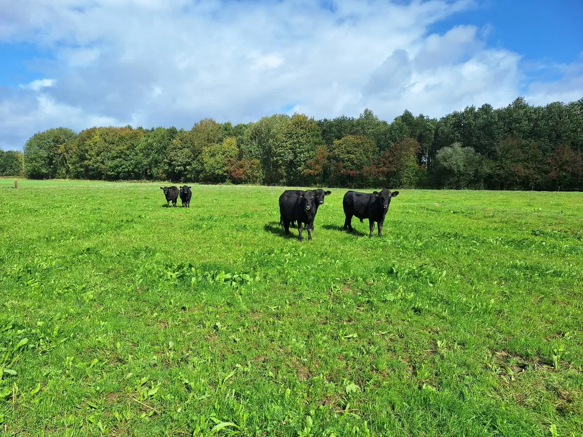 Purebred AA Bulls for sale. - Image 4
