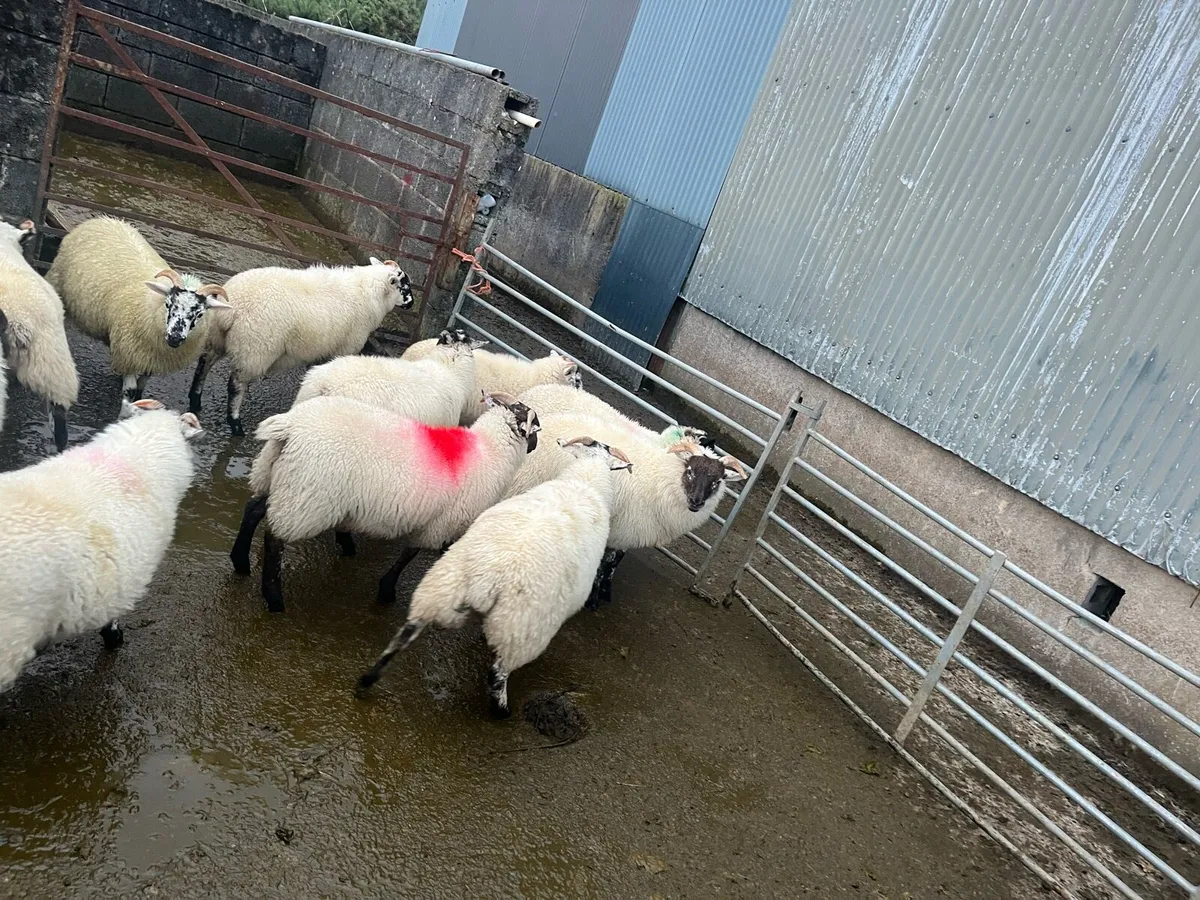 hilltex lambs - Image 4