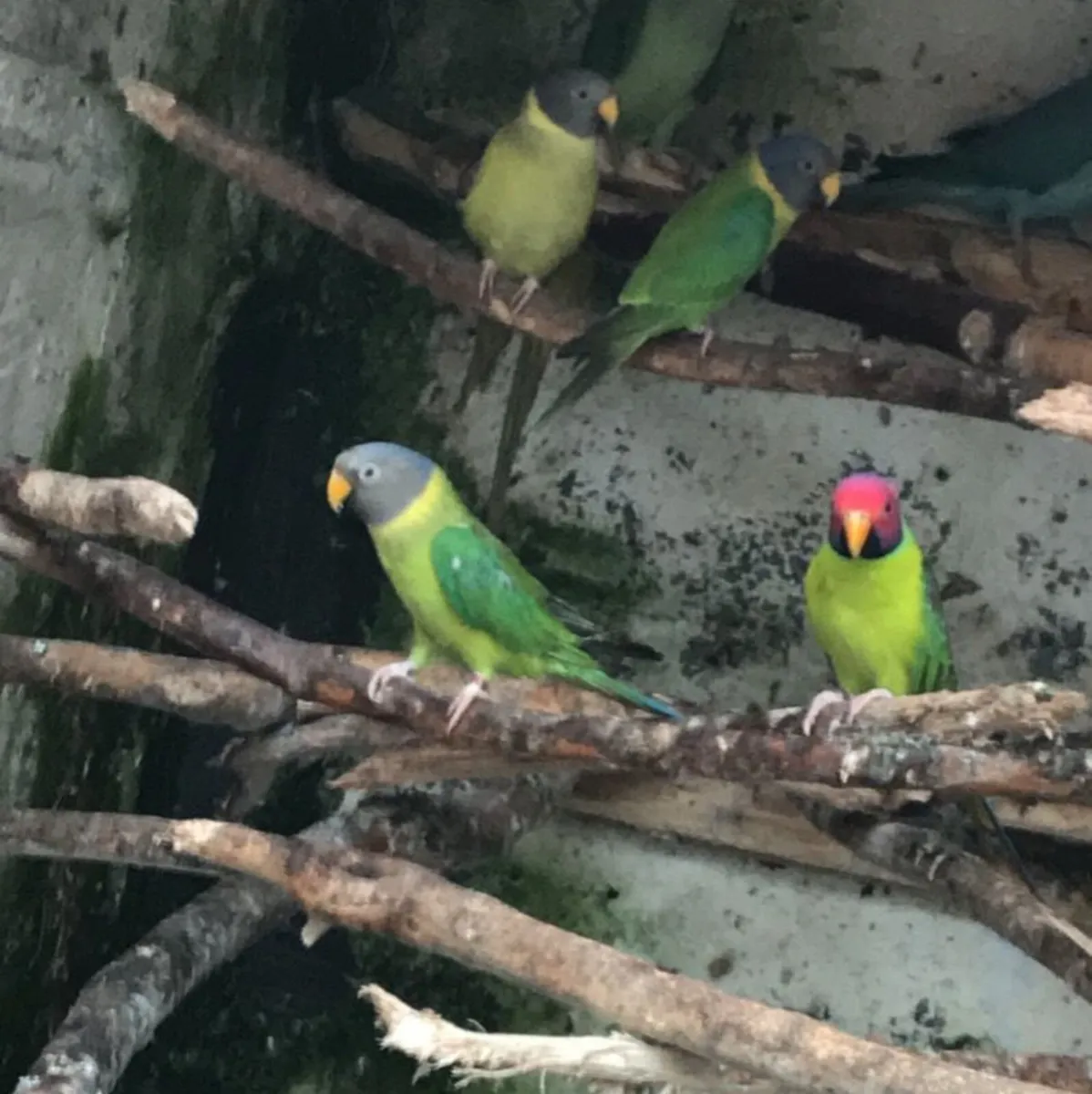 Rainbow Lorrikeets - Image 3