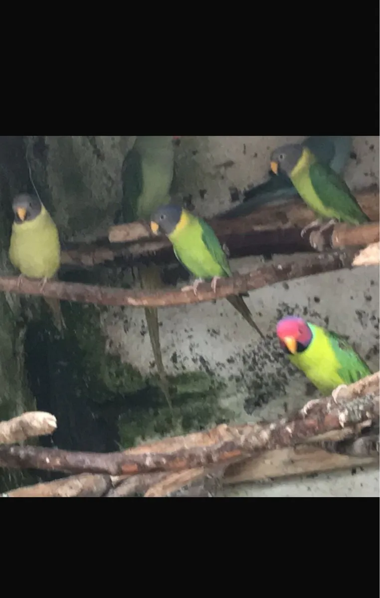 Rainbow Lorrikeets - Image 4