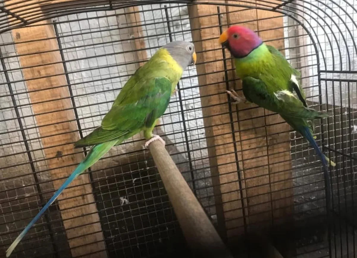 Rainbow Lorrikeets - Image 4