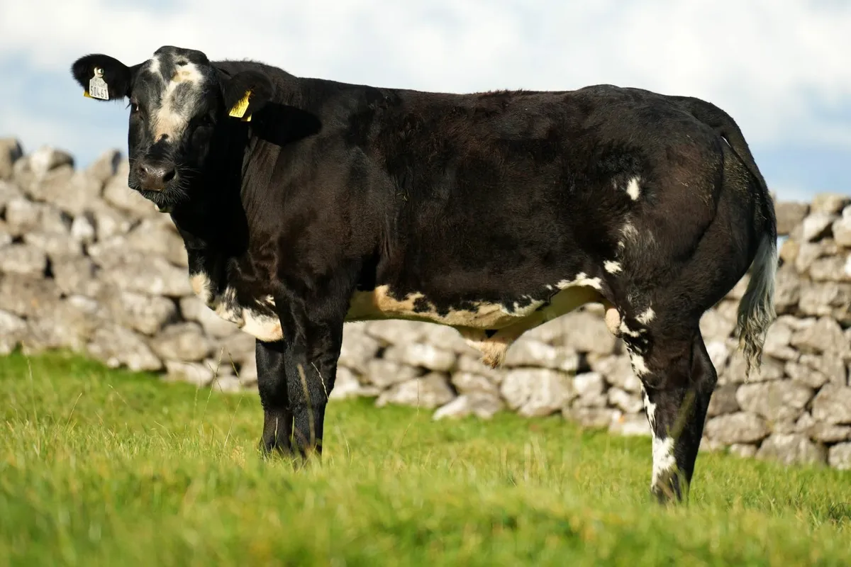 SHOW CALF FOR SALE- BALLINROBE MART - Image 4