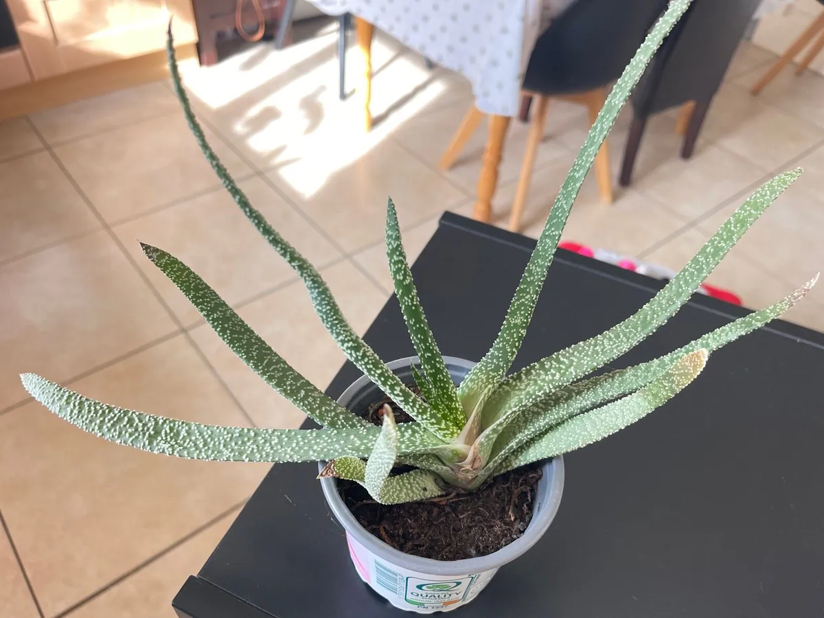 Indoor plants - Image 1