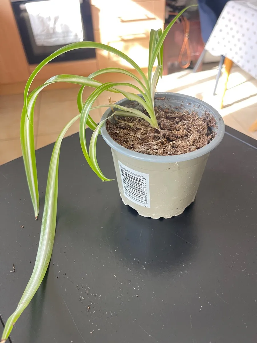 Indoor plants - Image 2