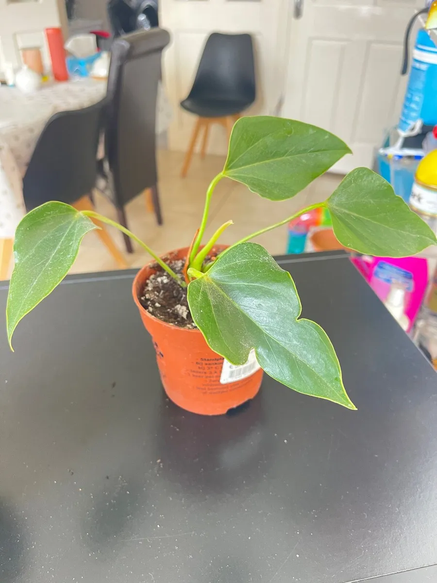 Indoor plants - Image 4