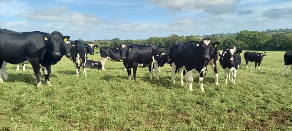 Incalf freisin heifers - Image 1