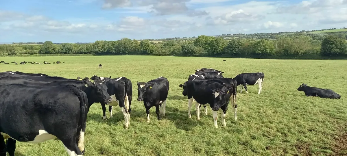 Incalf freisin heifers - Image 2