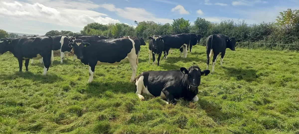 Incalf freisin heifers - Image 3