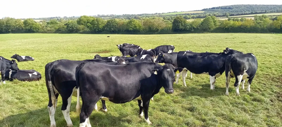 Incalf freisin heifers - Image 4