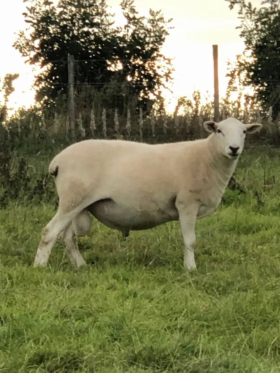 Easycare  rams - Image 1
