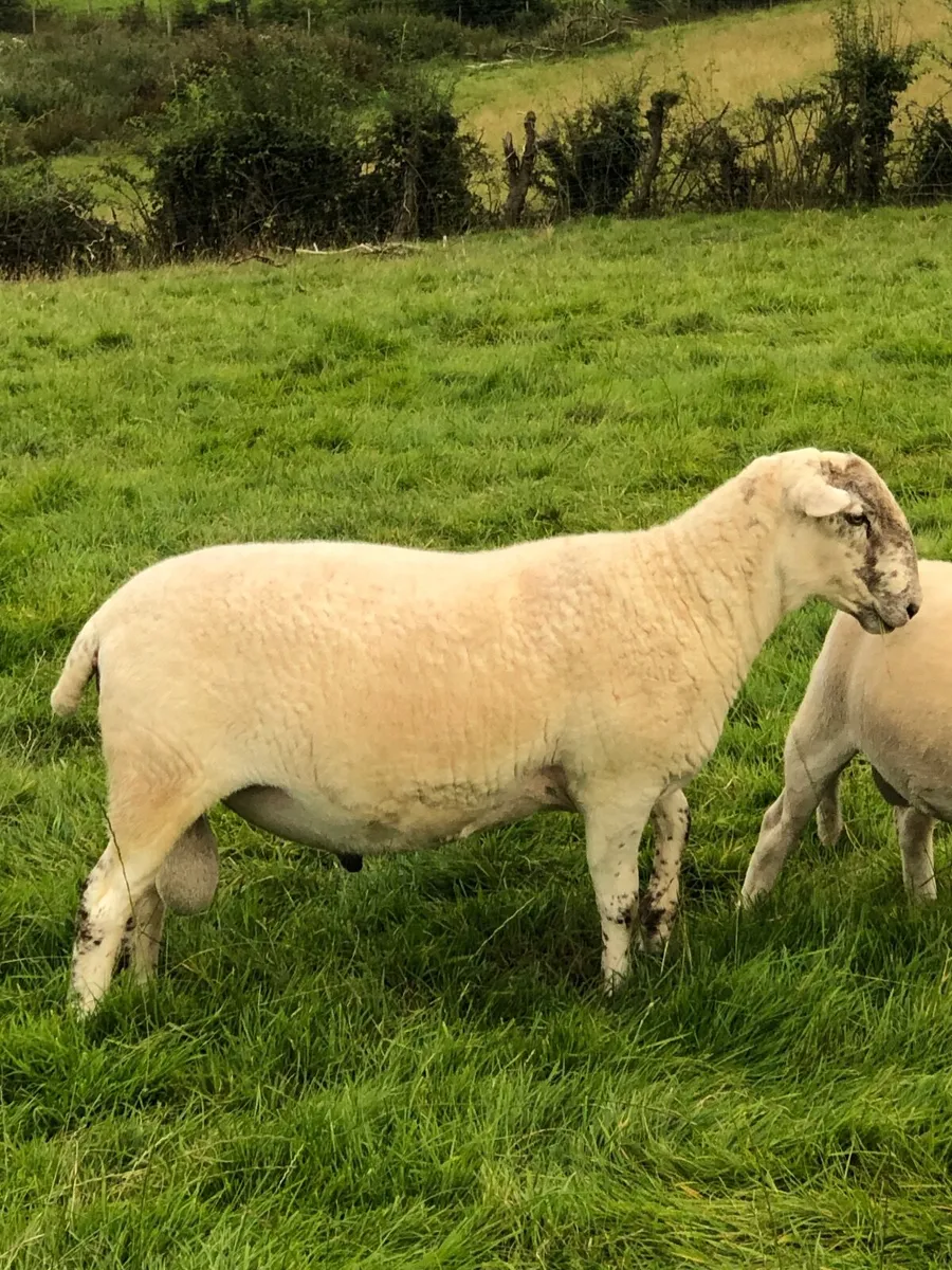 Easycare  rams - Image 4
