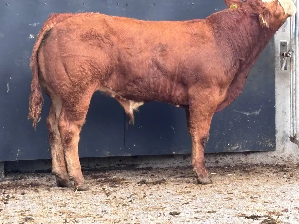 Outstanding Limision bull Weanling for sale - Image 2