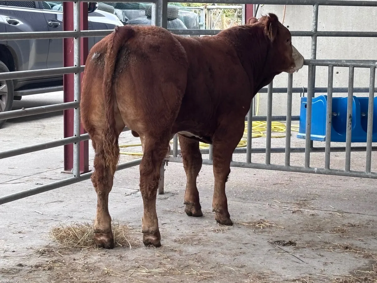 Outstanding Limision bull Weanling for sale - Image 1