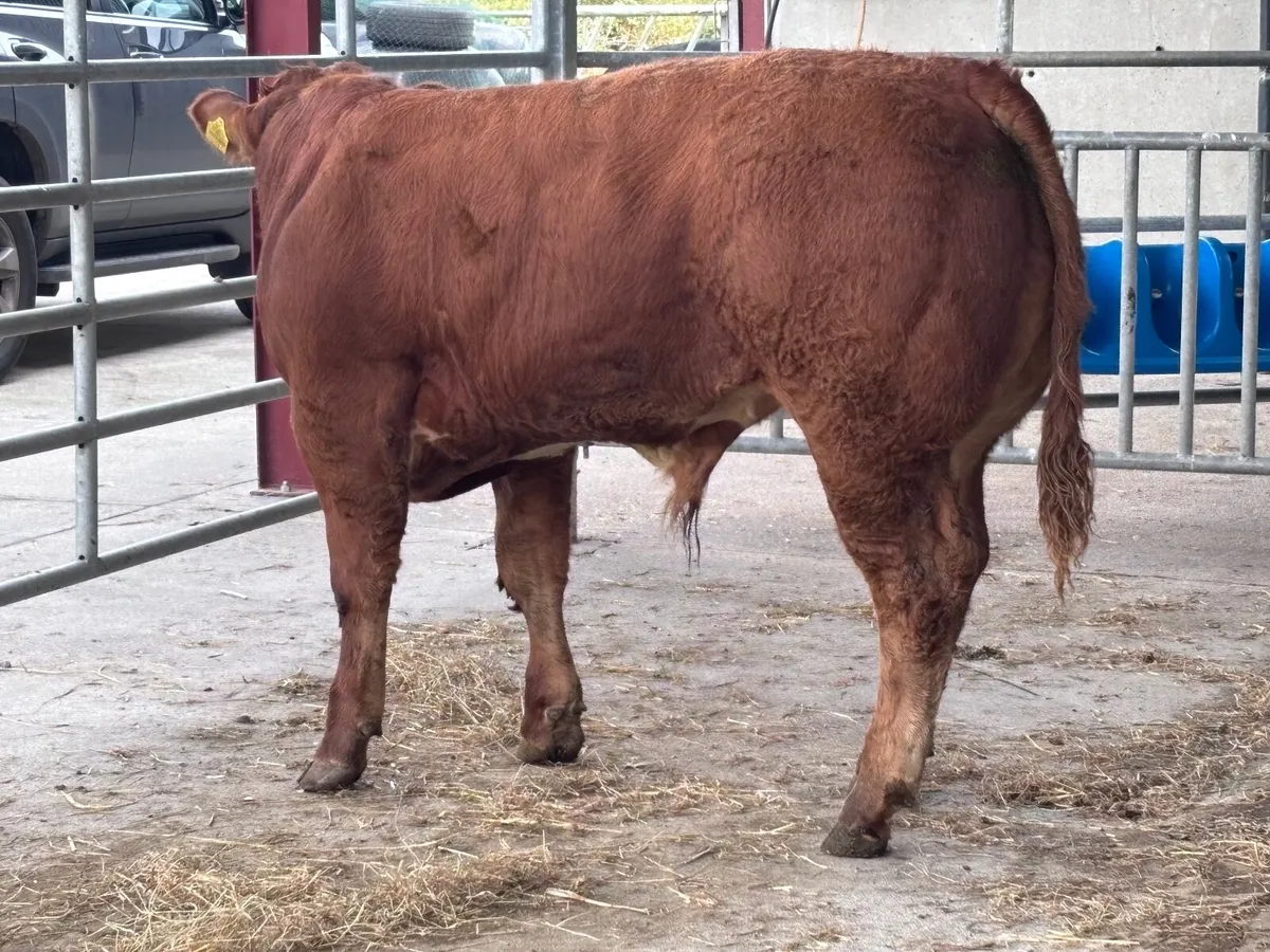 Outstanding Limision bull Weanling for sale - Image 3
