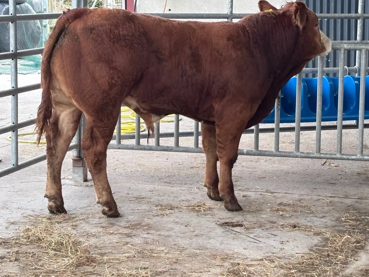 Outstanding Limision bull Weanling for sale - Image 4