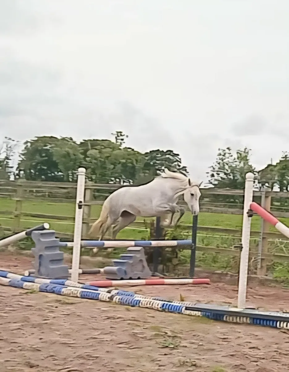 2 yr old Connemara Filly by Tullaree Tomahawk - Image 1