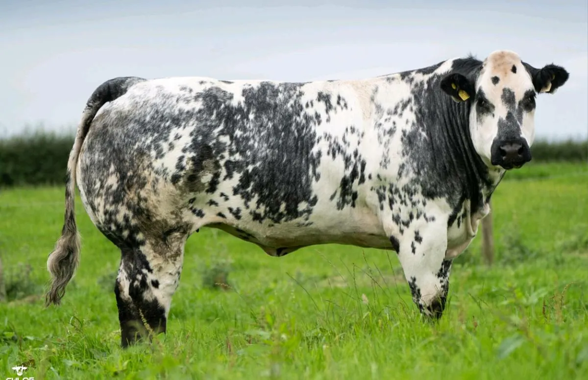 💥💥Fri 17th Oct - Sale 80 Incalf Heifers💥 - Image 1
