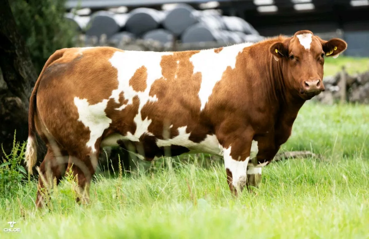 💥💥Fri 17th Oct - Sale 80 Incalf Heifers💥 - Image 2