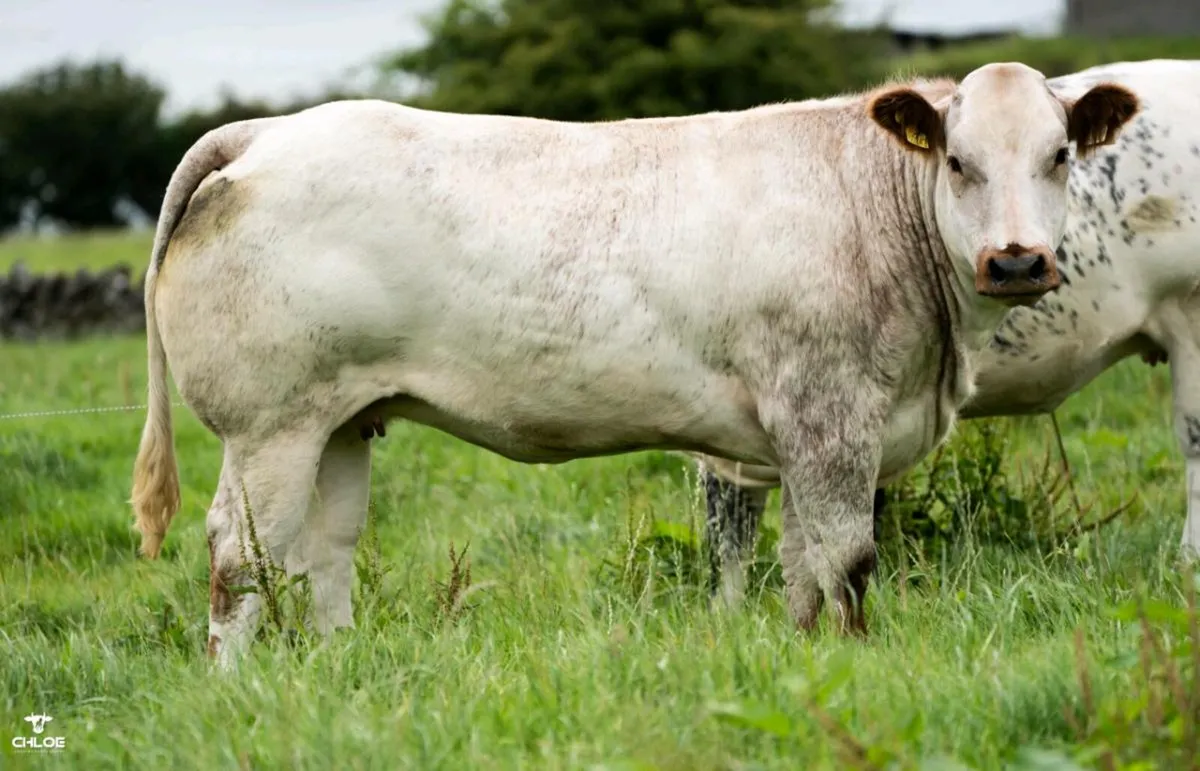 💥💥Fri 17th Oct - Sale 80 Incalf Heifers💥 - Image 3