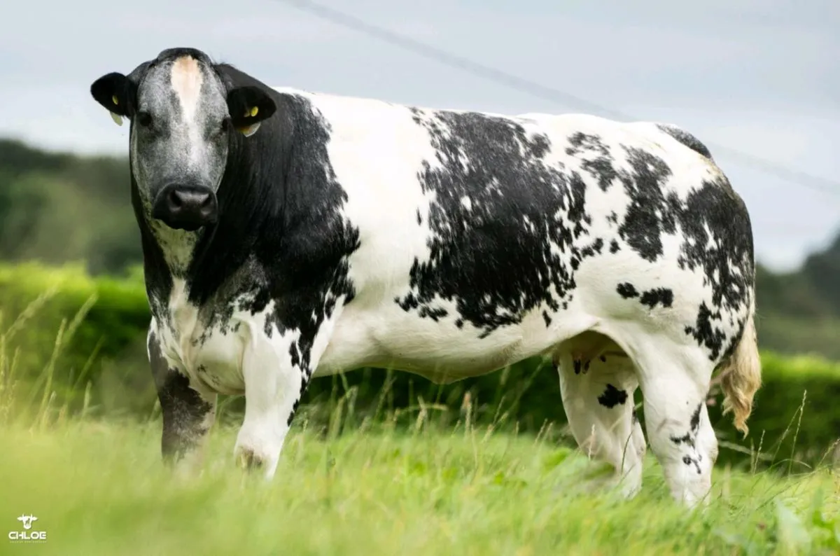 💥💥Fri 17th Oct - Sale 80 Incalf Heifers💥 - Image 2