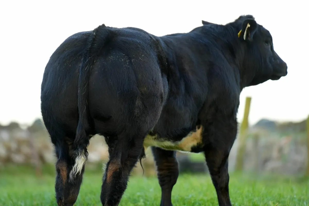SHOW CALF FOR SALE- BALLINROBE MART - Image 1
