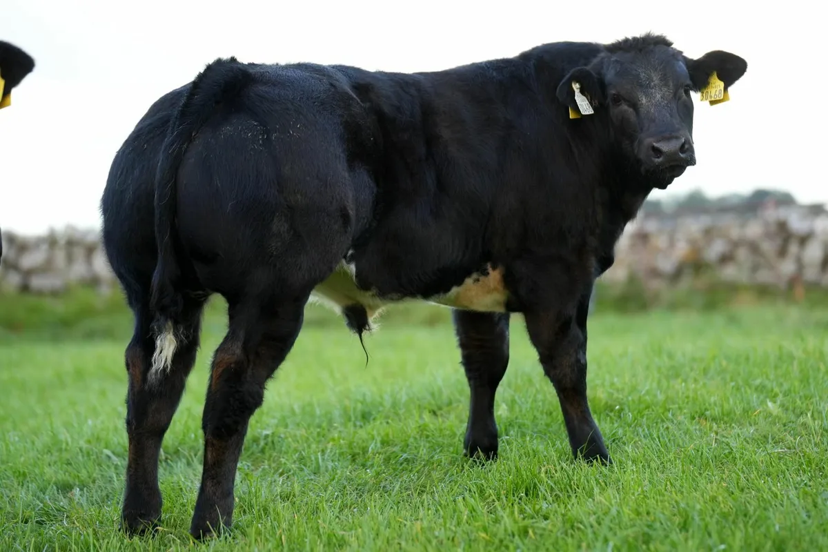 SHOW CALF FOR SALE- BALLINROBE MART - Image 2