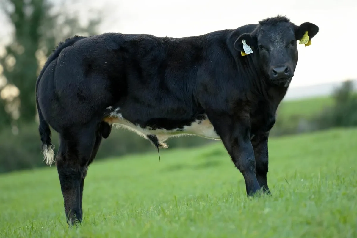 SHOW CALF FOR SALE- BALLINROBE MART - Image 3