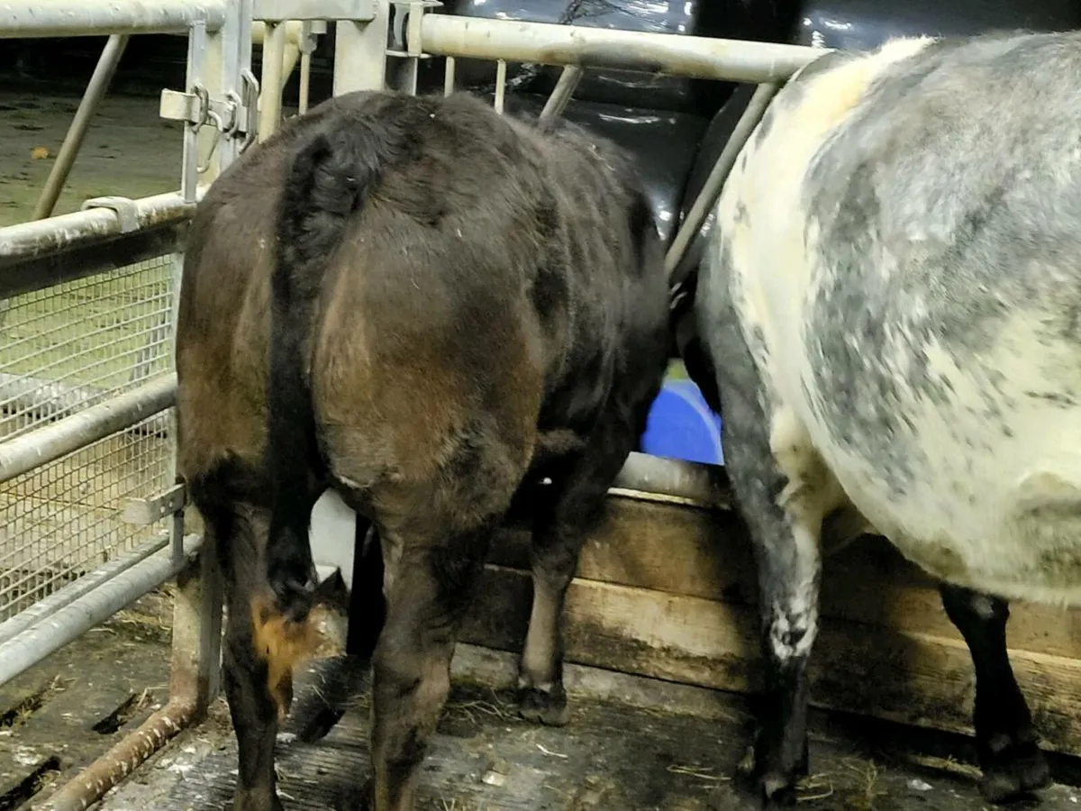 **** Quality lm heifer 4 star **** - Image 1