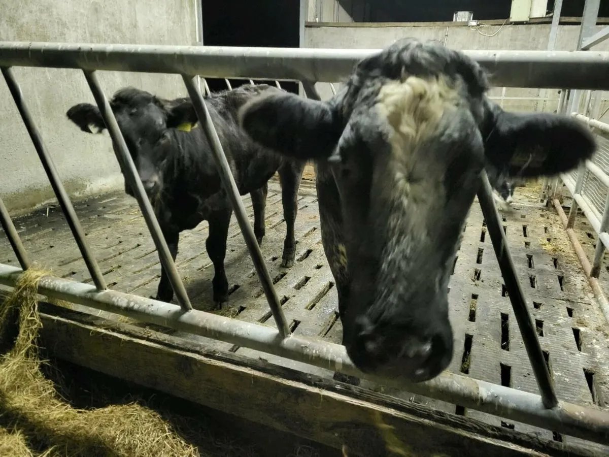 **** Quality lm heifer 4 star **** - Image 2