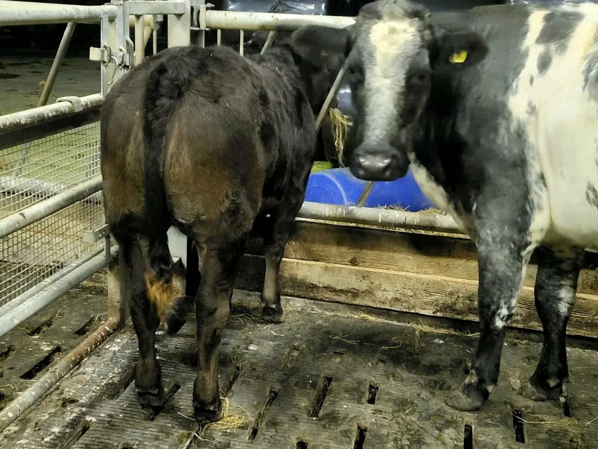**** Quality lm heifer 4 star **** - Image 3
