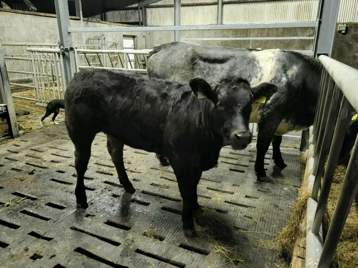 **** Quality lm heifer 4 star **** - Image 4