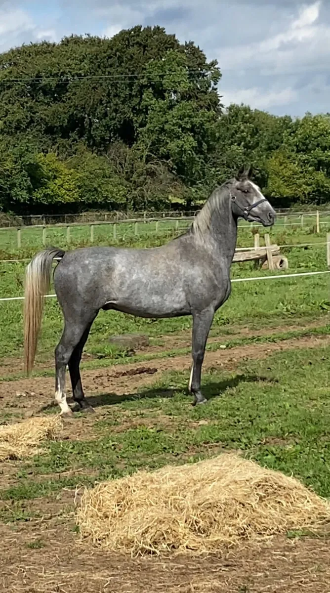Horse