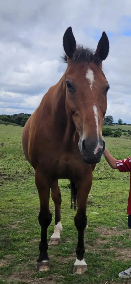 Stolen Horse - Image 2