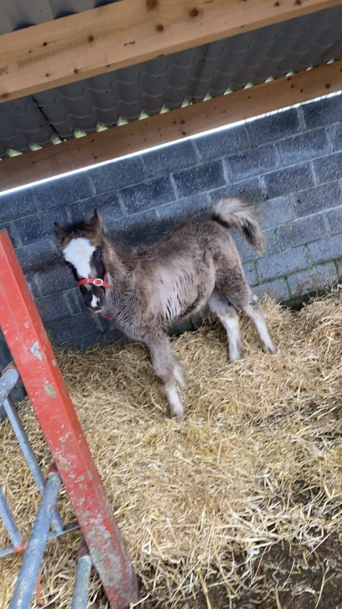 Mare cob x and foal to a cob sale - Image 3