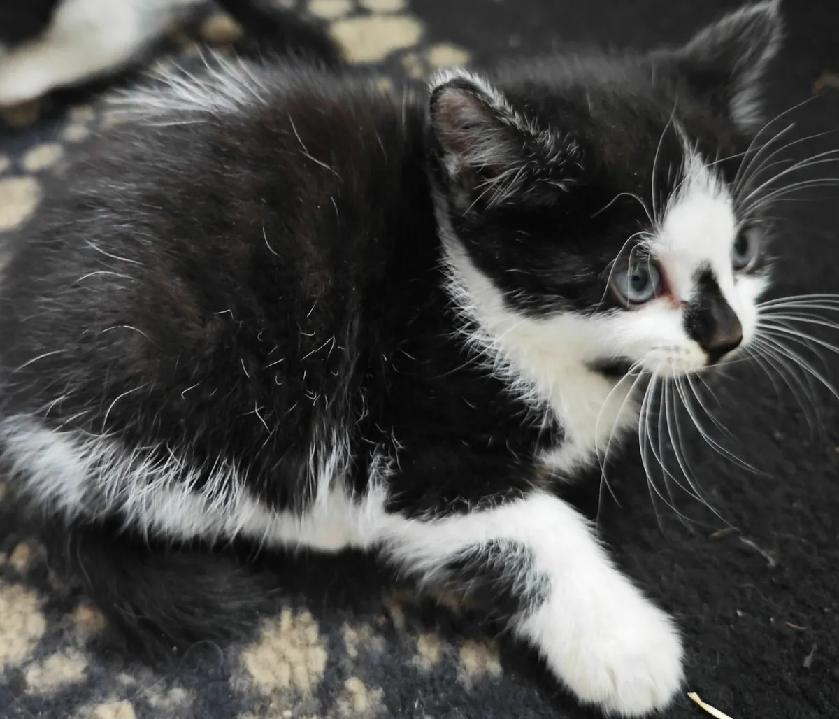 Kittens - Image 2