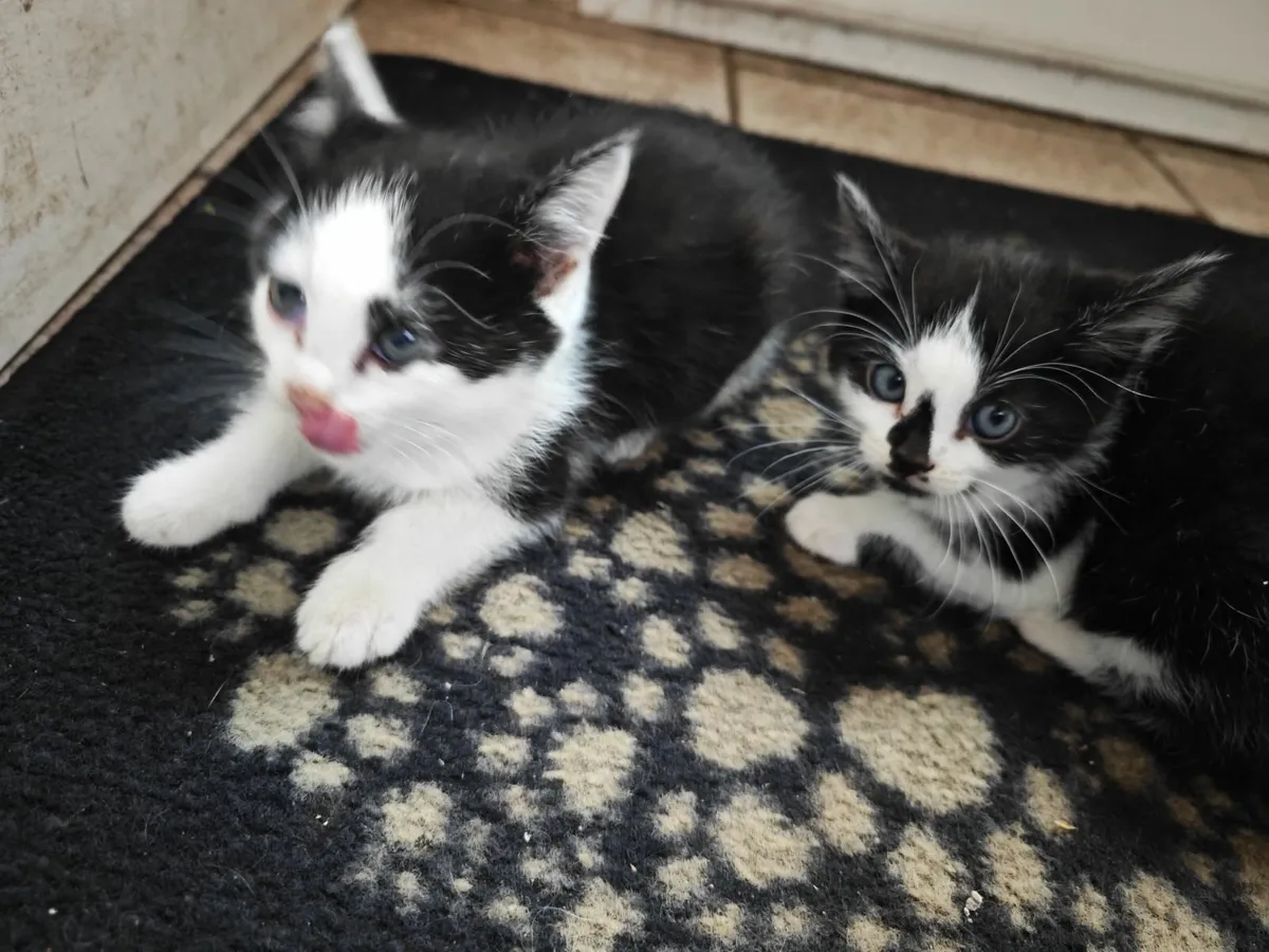 Kittens - Image 3