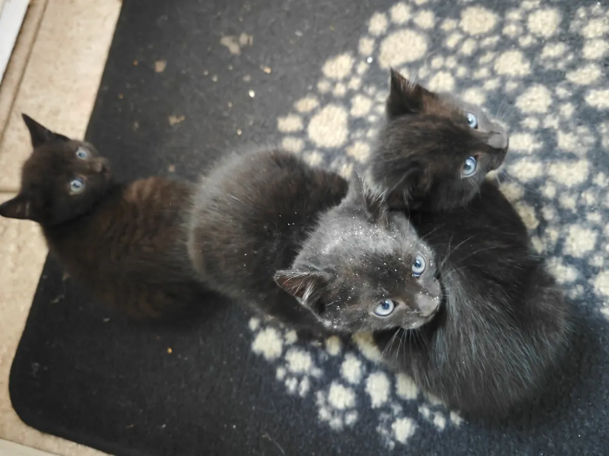 Kittens - Image 1