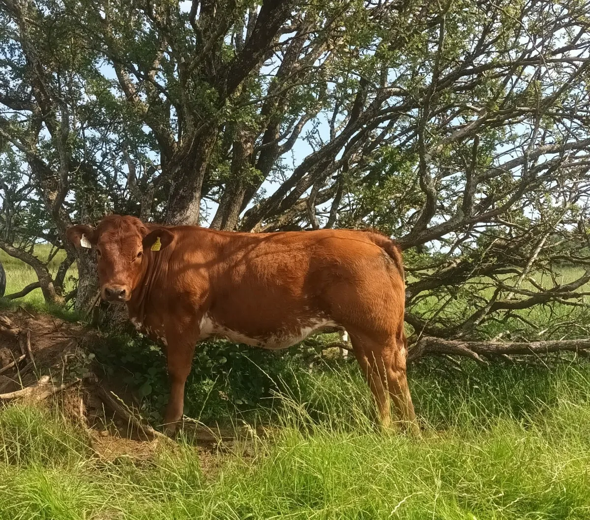 Weanling heifers @ Ballymote Mart Friday 19th Sept - Image 1