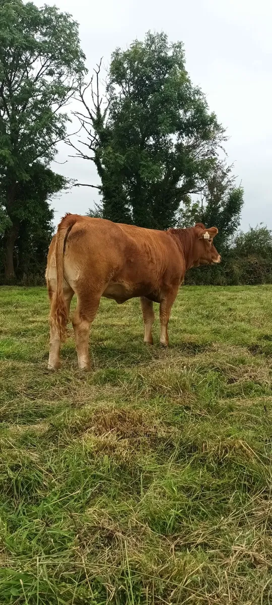Weanling heifers @ Ballymote Mart Friday 19th Sept - Image 3