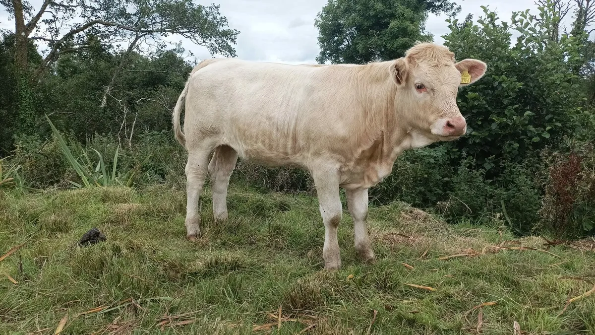 Weanling heifers @ Ballymote Mart Friday 19th Sept - Image 4