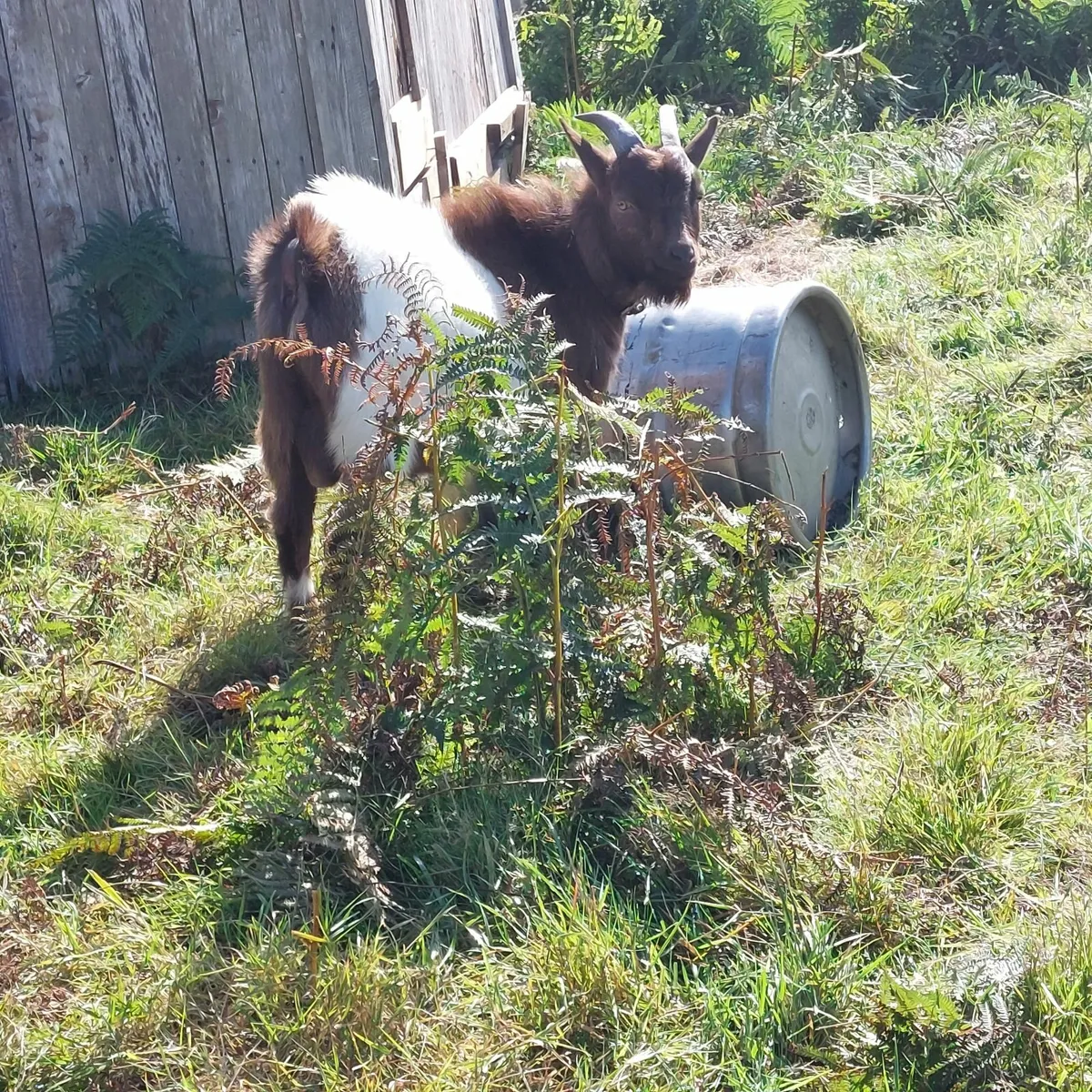 Pygmy Goat - Image 2