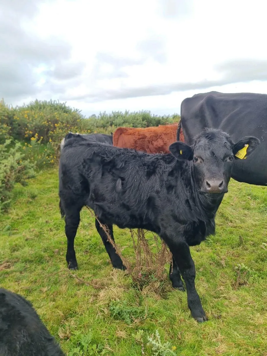 Calf - Image 3